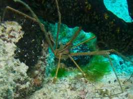 Yellowline Arrowcrab IMG 5029